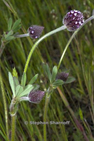 trifolium albopurpureum 2 graphic
